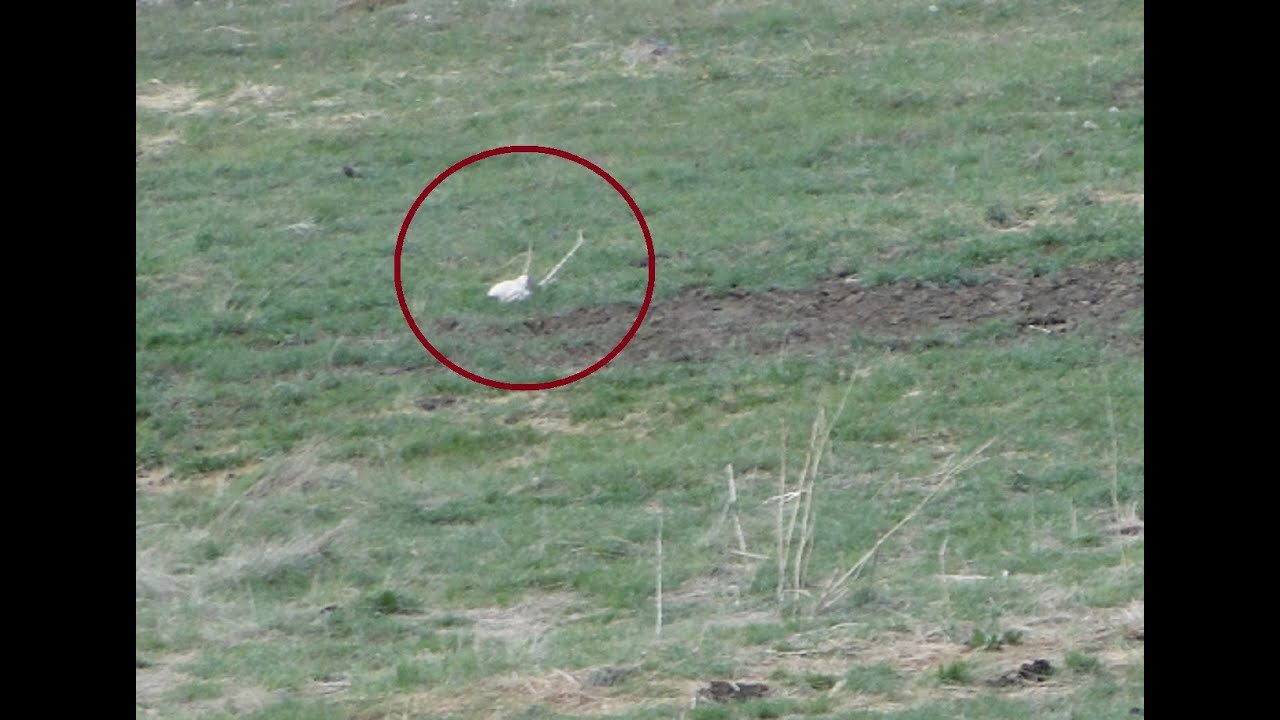Little Anomaly On The Prairie - WTF? #1,297