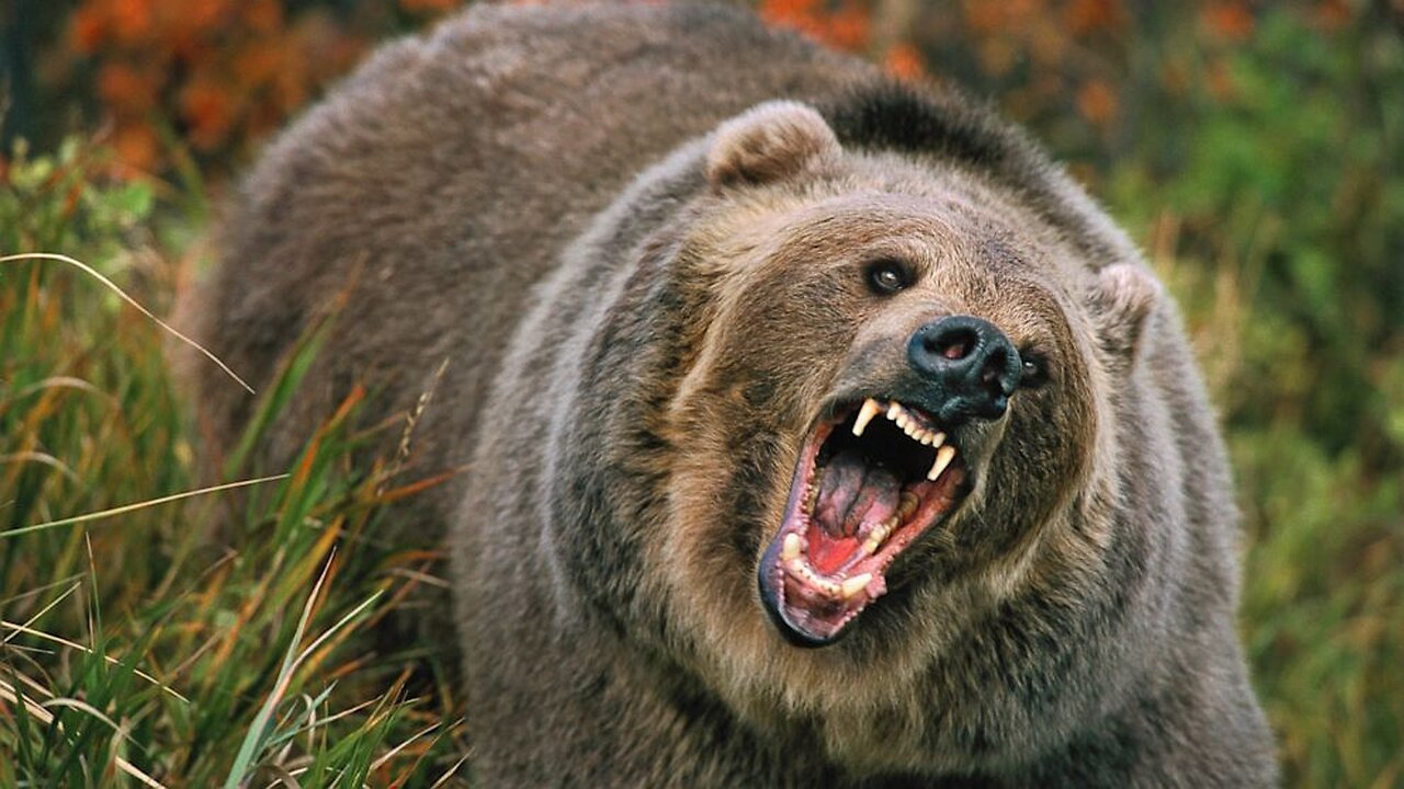 Bear Attacks Young Boy, In a chilling incident that has left many on edge, a young boy's