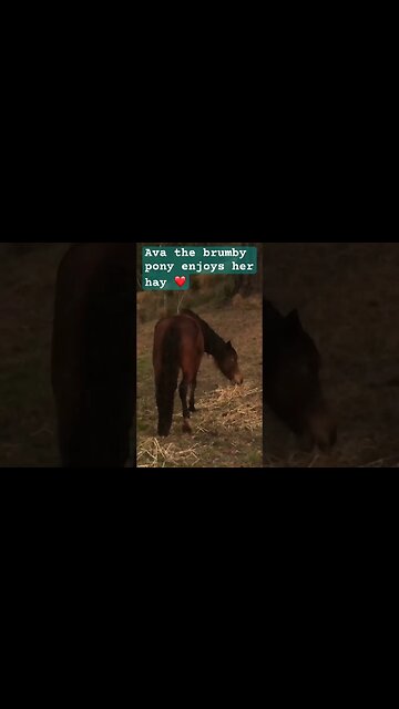 Ava the brumby enjoys her hay #brumbies #guyfawkesheritagehorses