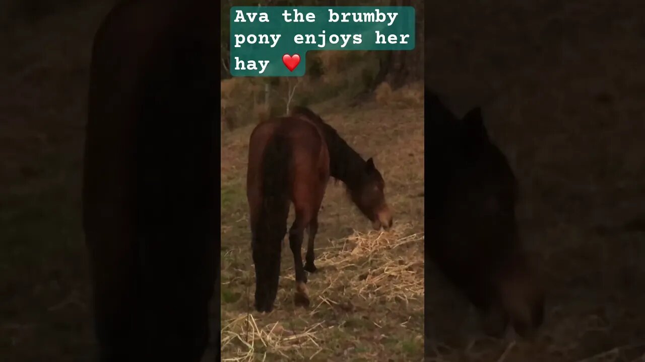 Ava the brumby enjoys her hay #brumbies #guyfawkesheritagehorses