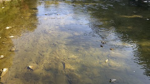 Huge schools of minnows