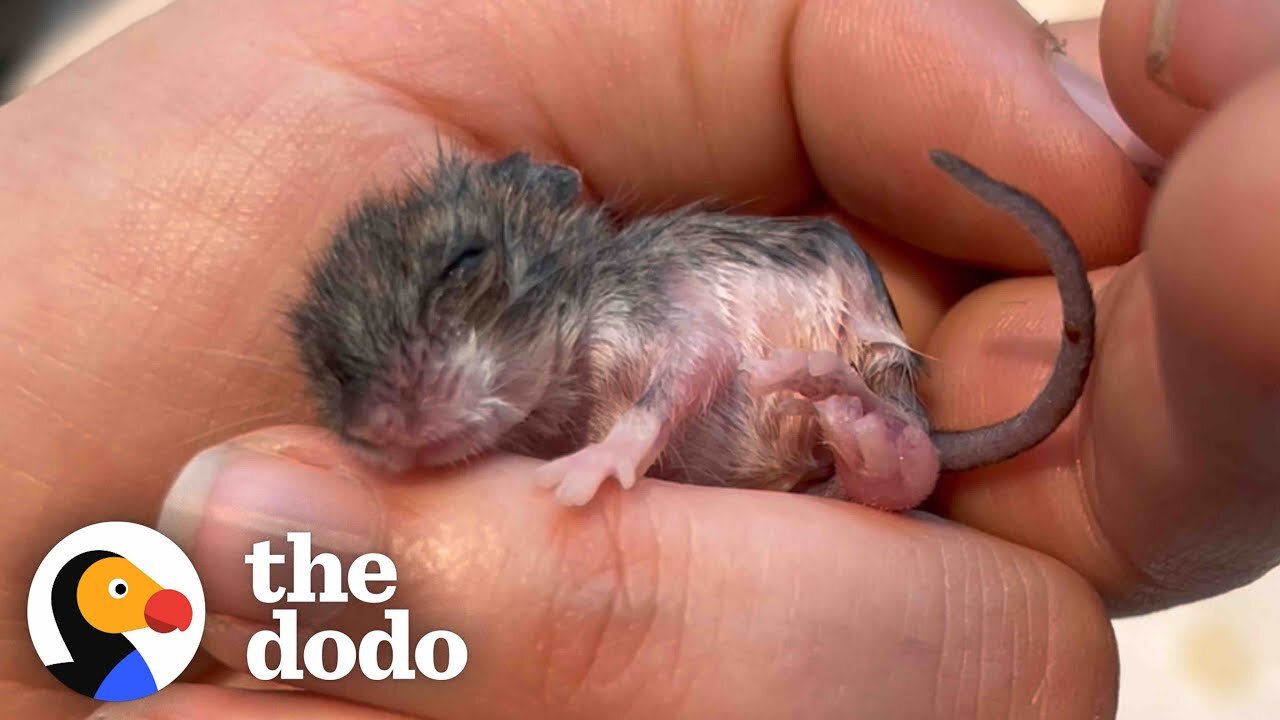 Woman Finds Tiny Mouse In The Beak Of A Chicken | The Dodo