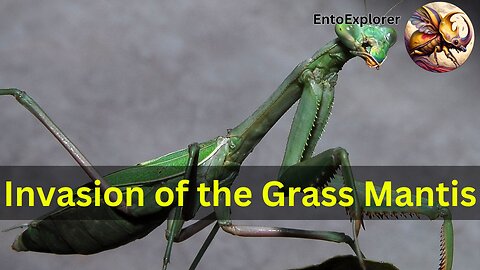 Invasion of the Grass Mantises