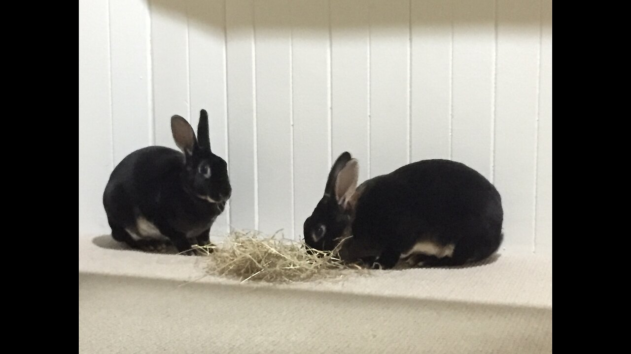 World best rabbit- football player