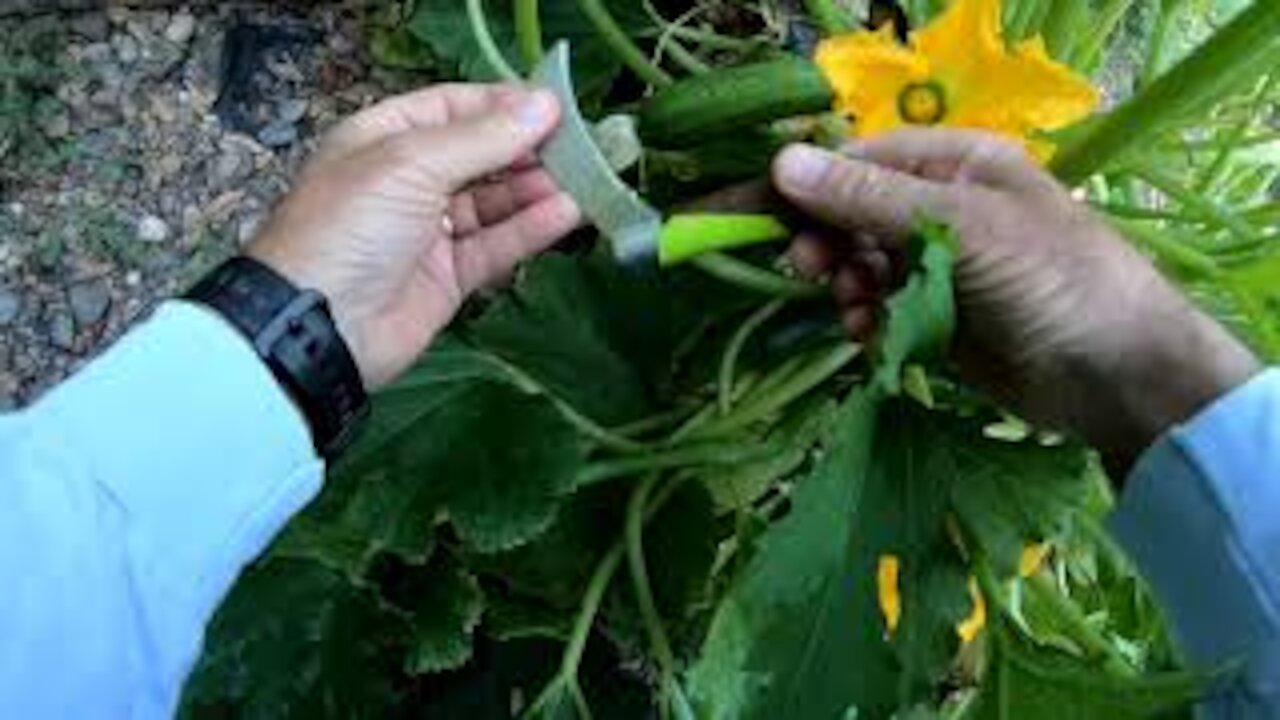 Morning Victory Garden: picking blueberries (eating one), apples not ready, harvesting a zucchini