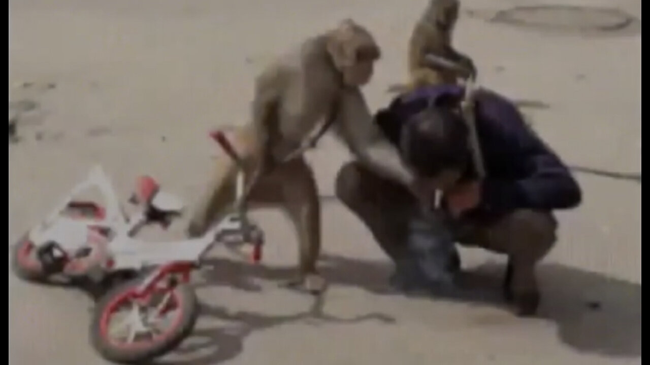 Thug Monkey steals a cigarette