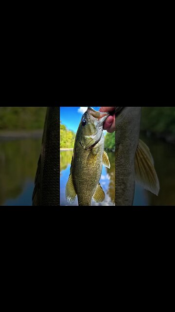 HUGE smallmouth bass CRUSHES my whopper plopper!