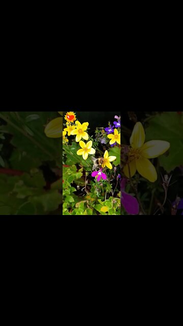 🔰Viva Vida | Abelhas Polinizanando Flores |Abelhas,abelhas |2021 #Shorts