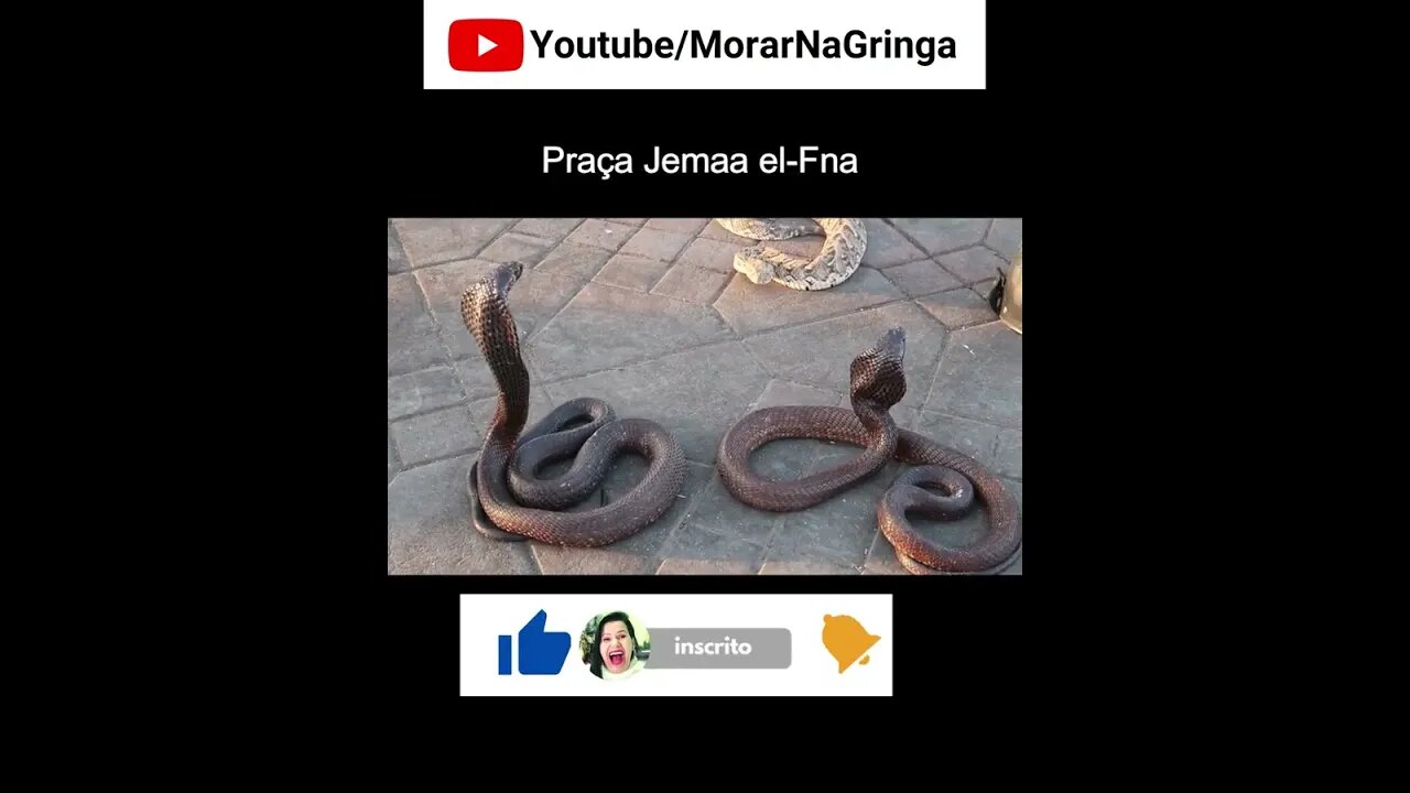 COBRAS NAJAS NA PRAÇA NO MARROCOS