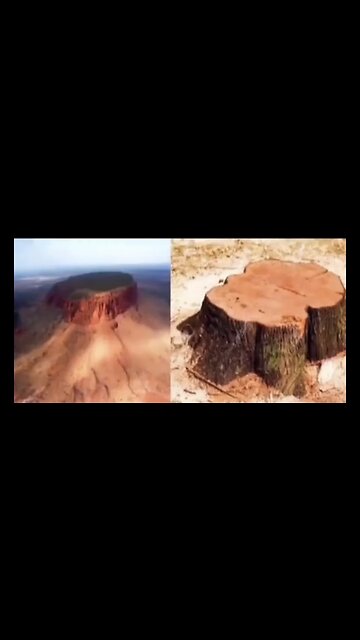 GIANT TREES LEVELED BECAUSE OF AMISH ECO-TERRORISM