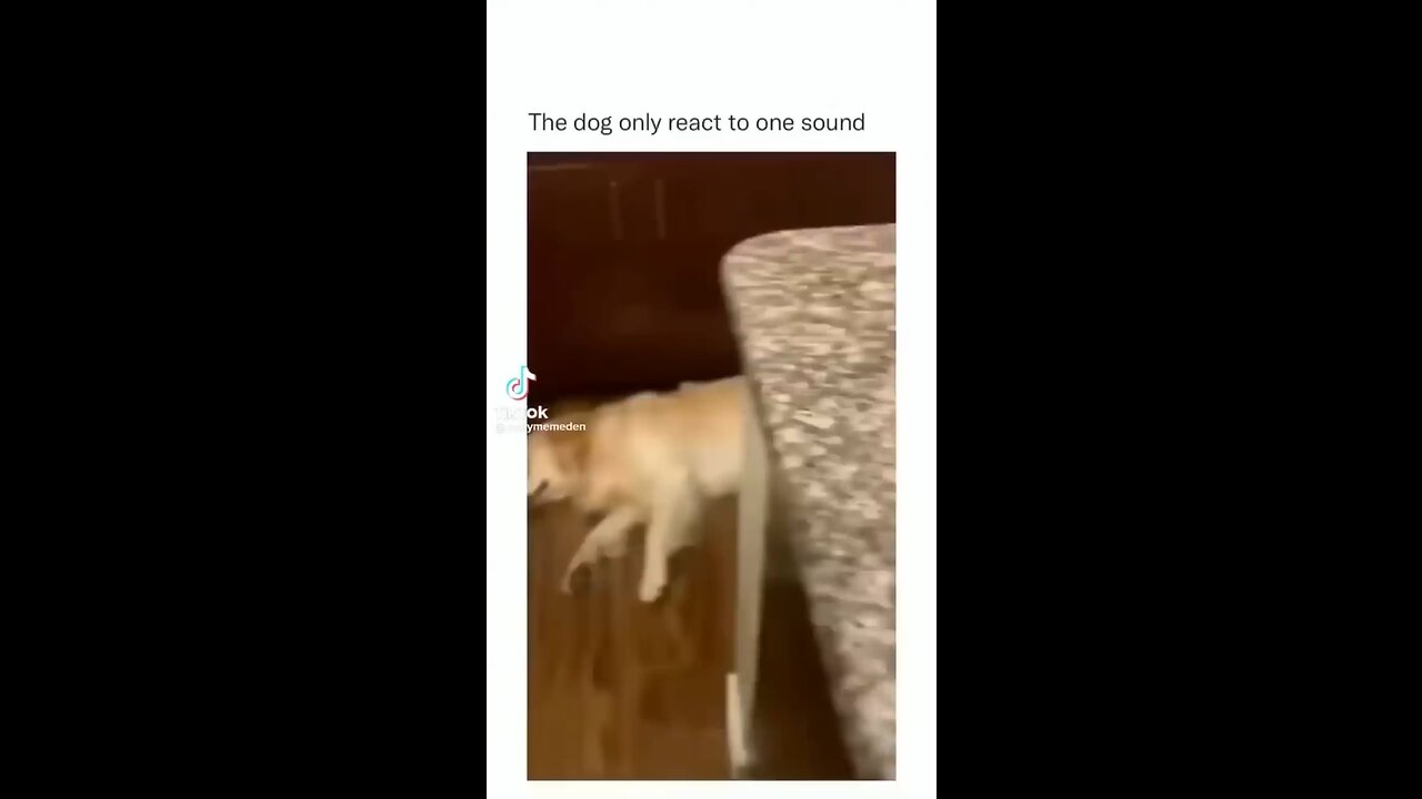 Dog also react to one sound