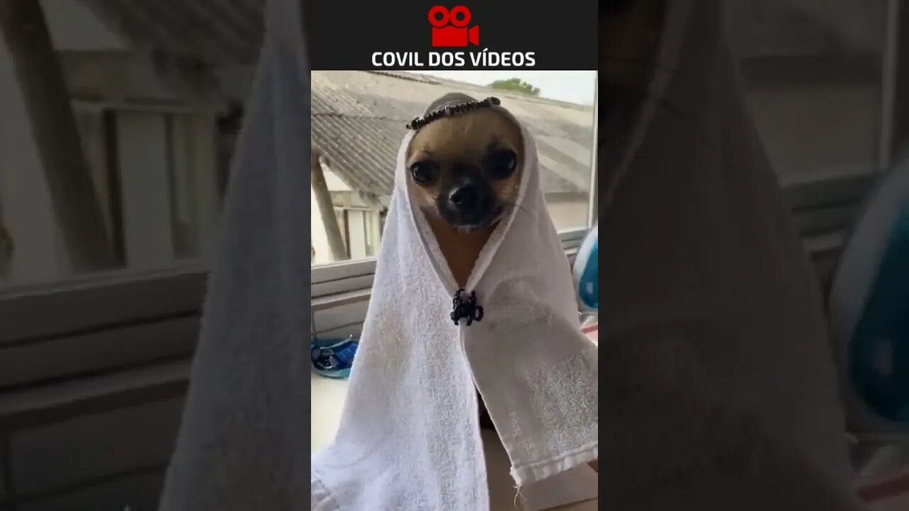 cachorro de Dubai