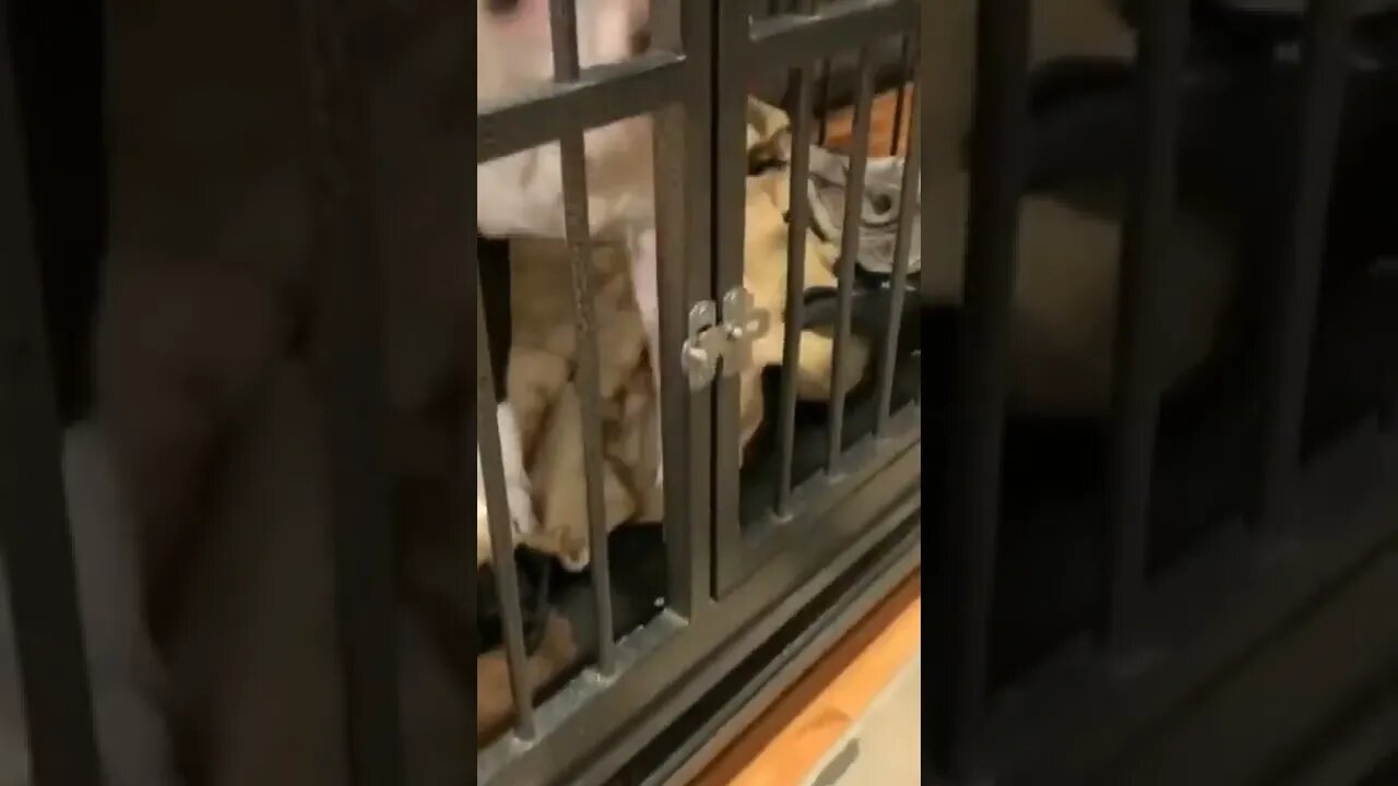 No more Lockdown , Learn how to free yourself , #short