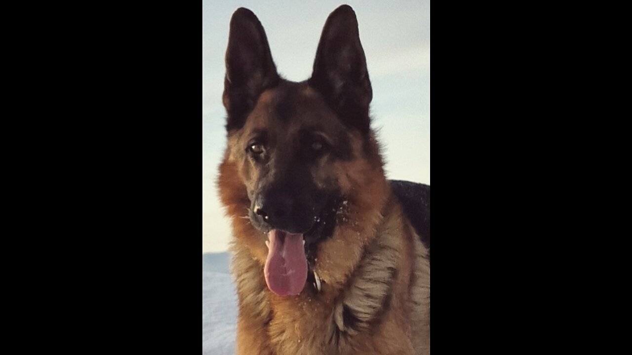 Big German Shepherd loving the Snow . Scandinavia