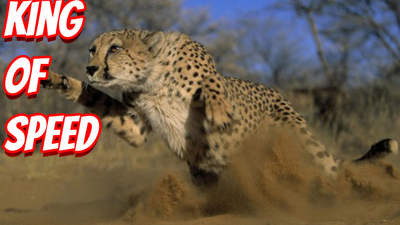 How Deadly The Cheetah Is!