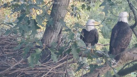 Hays Eagles Mom and Dad great closeup at the nest 2021 10 08 08 19 22 495