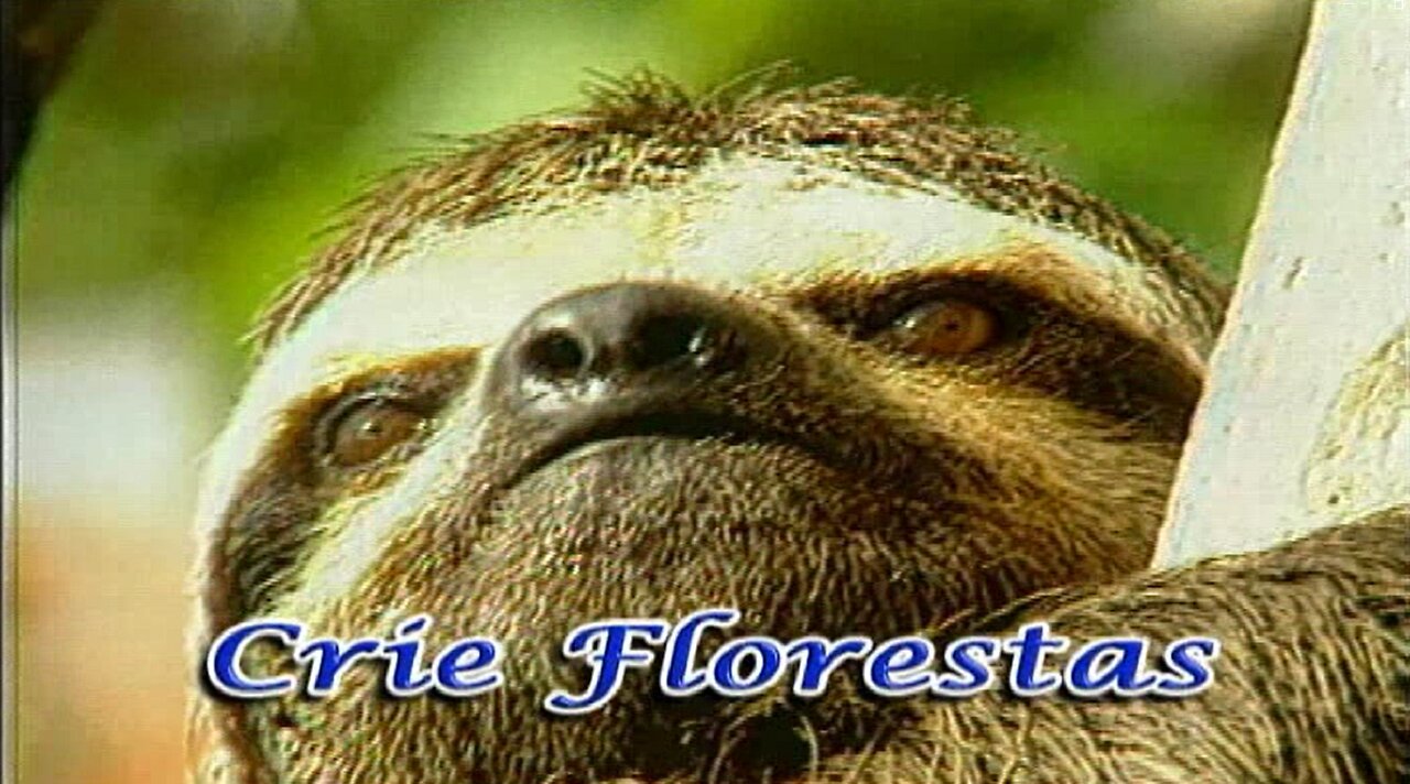 Recriação da Floresta Amazonica