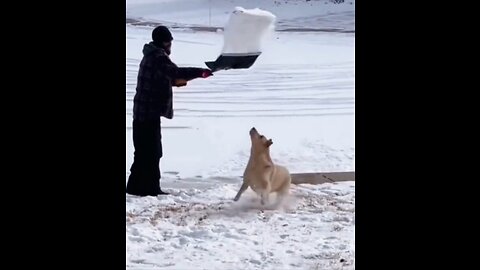 doglover snow funnyanimals