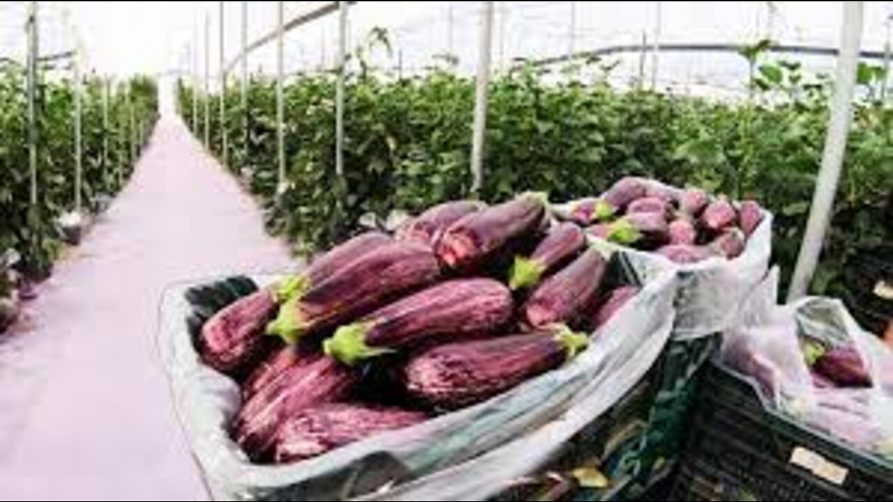 Awesome Greenhouse Eggplant Farming - Modern Greenhouse Agriculture Technology - Eggplant Processing