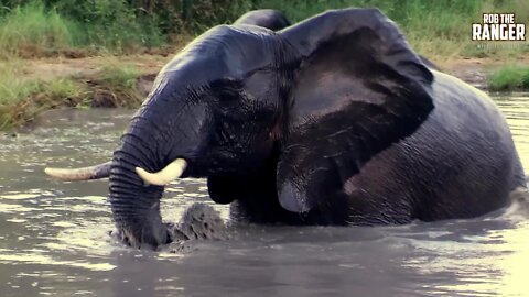 Hippo Reacts To Elephants In His Pond | Archive Footage