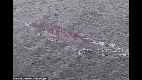 One Of The Best Ever Photographs Of The Loch Ness Monster Paranormal News