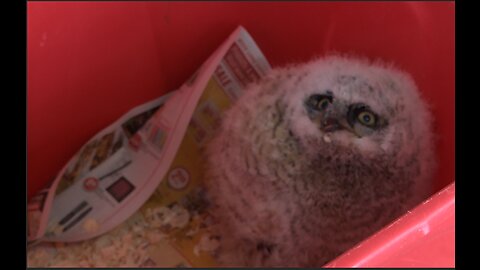 Alberta Birds of Prey holds pre-season special event