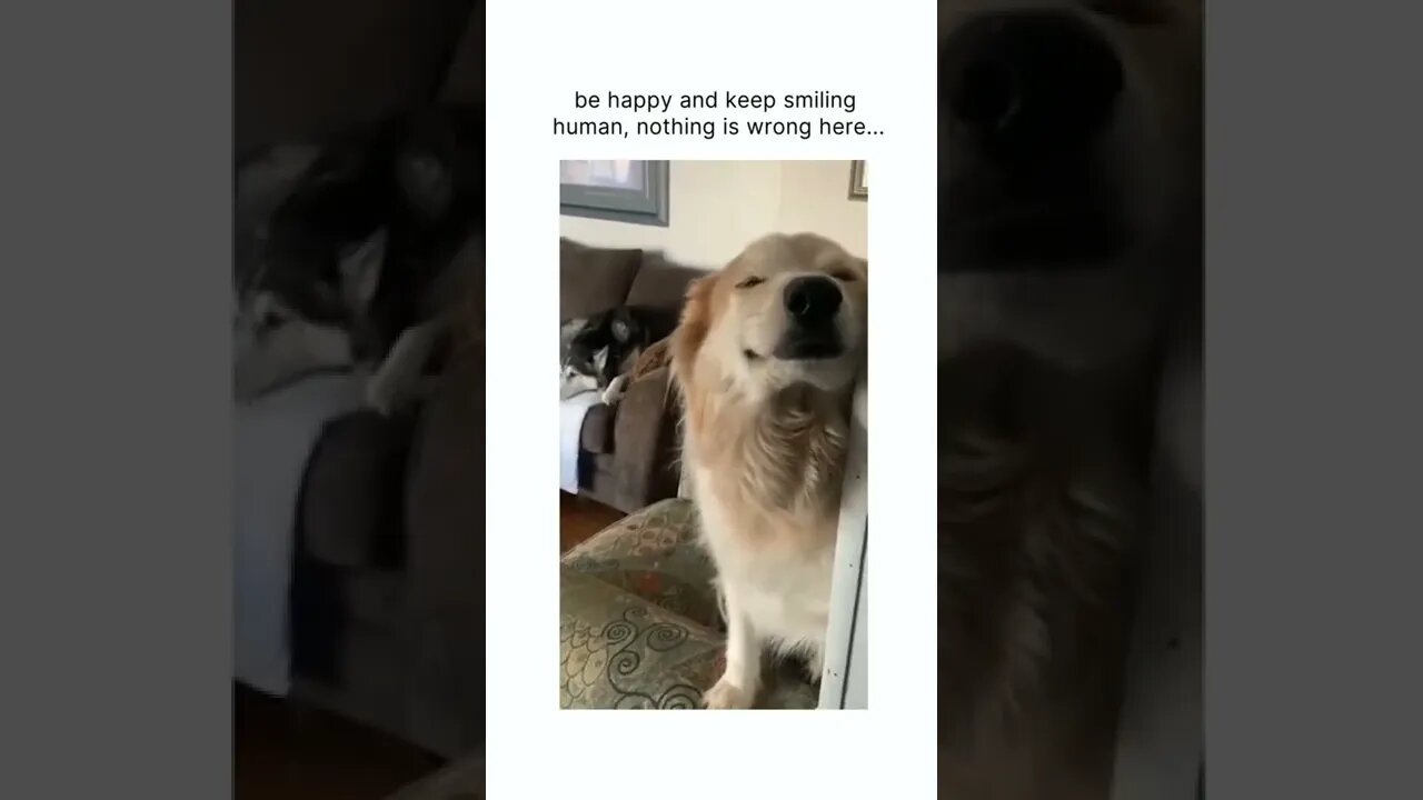 That face 🥺😂💯 #shortsvideo #shorts #fyp #funny #dog