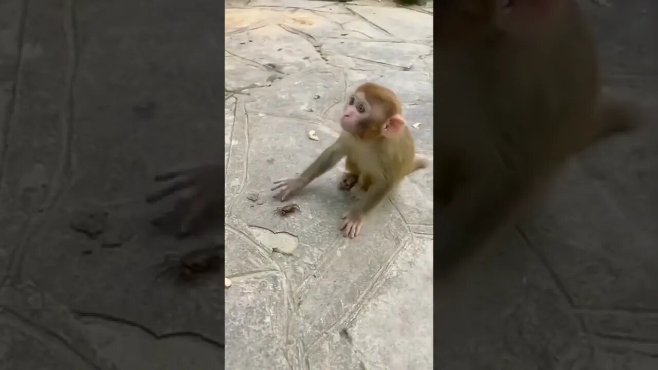 #funny#animal#shorts
