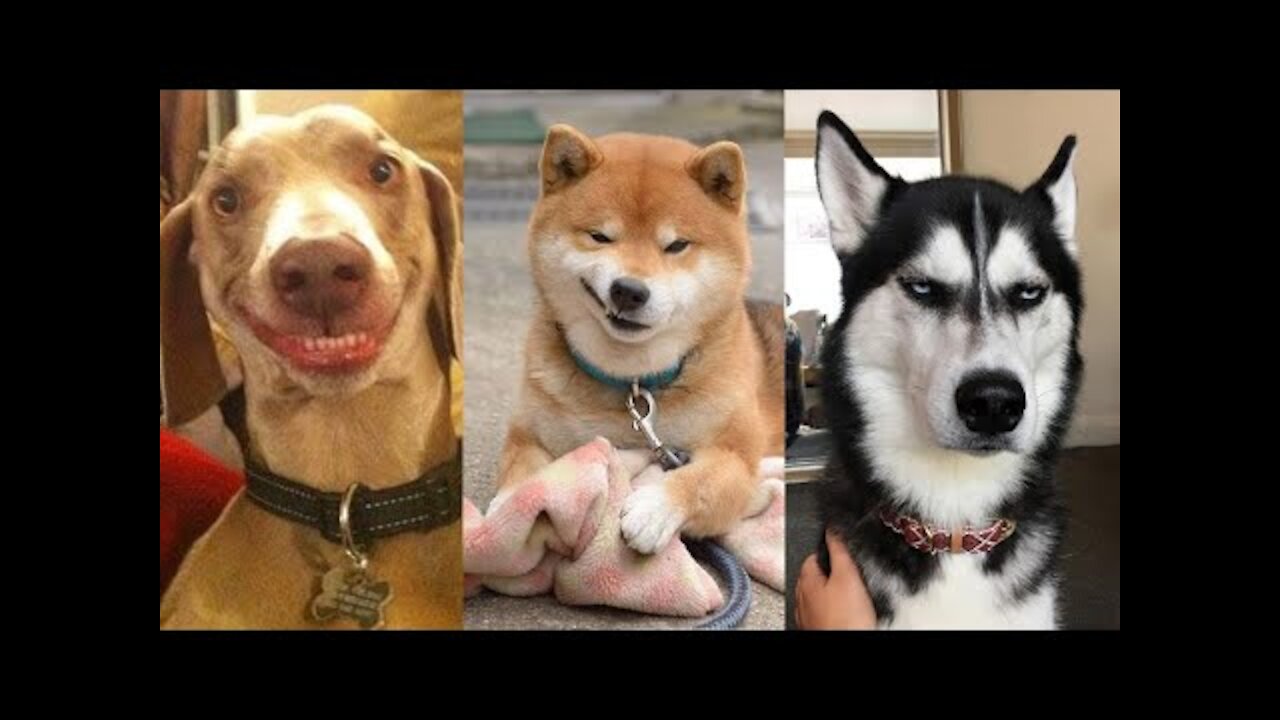 Funny Dog Videos 2021🐶 It's time to LAUGH with Dog's life