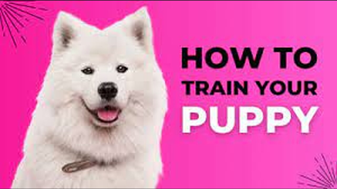 Free dog training how to teach your dog to sit and drop