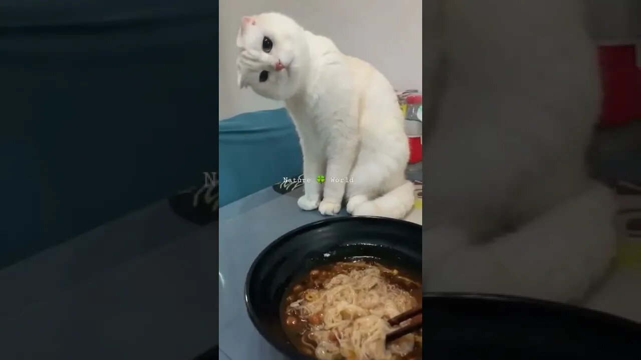 बिल्ली का रिएक्शन देखो🤣Watch The Cat's Reaction👈