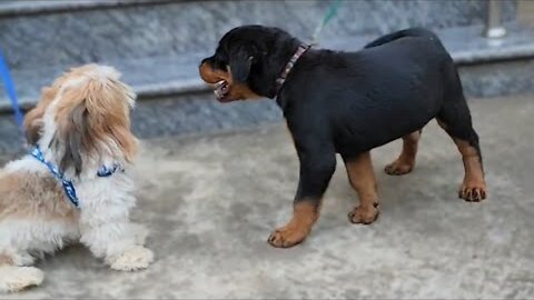 Puppy happy fighting