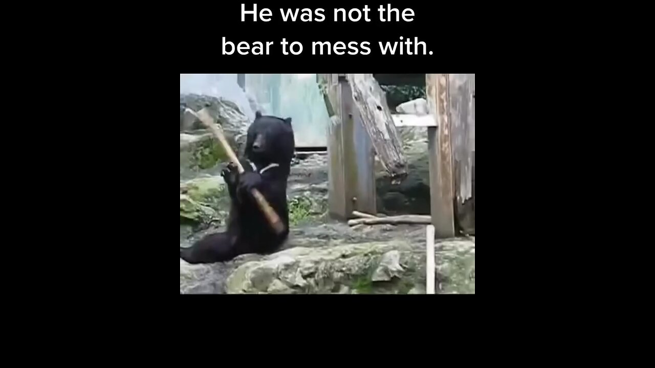 Stay away from that bear