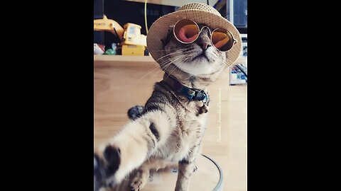 Funny and funny cat animals