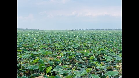 Lotus in bloom