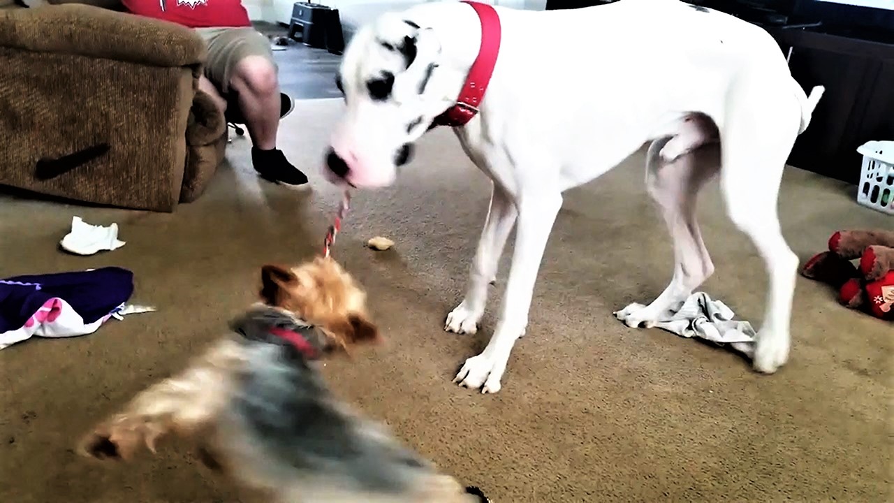 Great Dane swings small dog like a carnival thrill ride