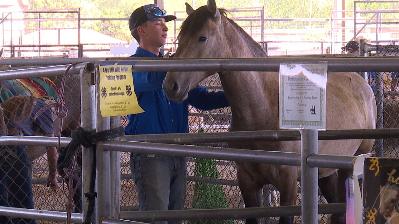 Trained Wild Horses adopted at Western Idaho Fair