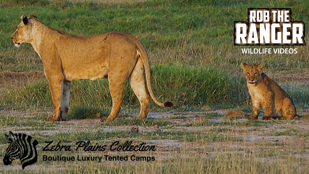 Amboseli Lioness And Cubs | Zebra Plains Safari