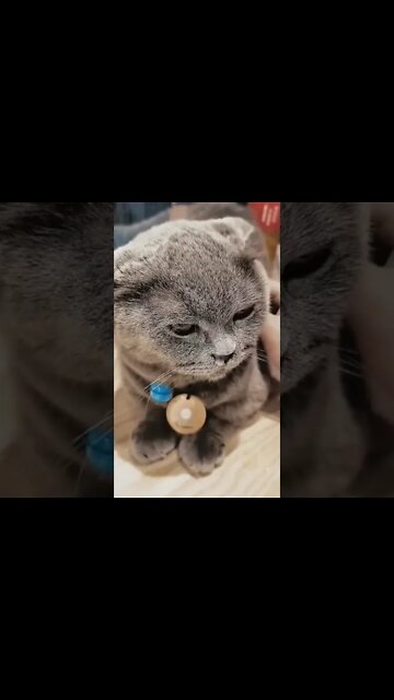 Cute Moments of Cats 🐱- Part 1