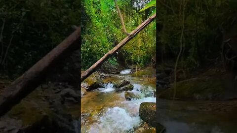 nature#relax#fyp#shorts