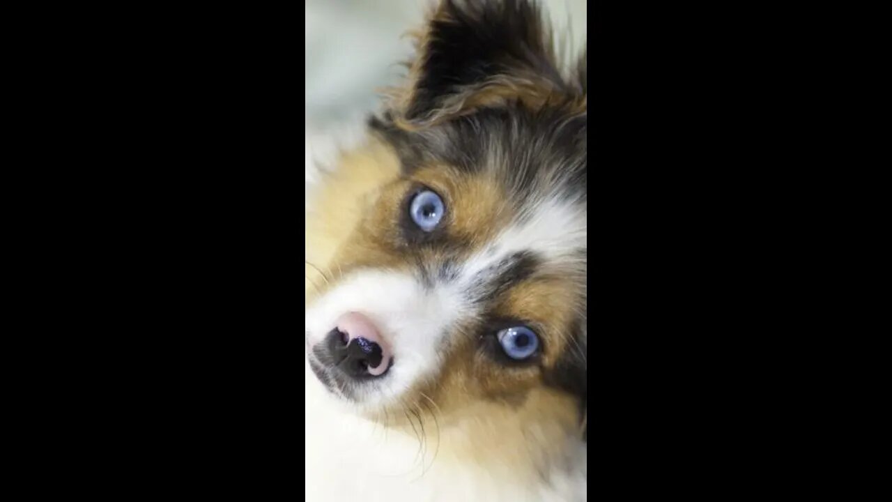 Cute Dogs to relax and love 🐶 Cute Blue Eyes Puppies #shorts #4