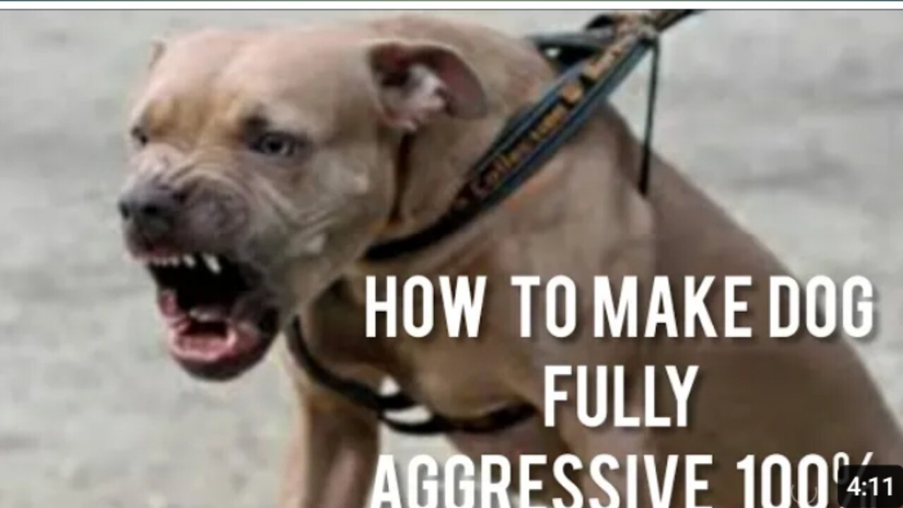 Why do dogs get angry