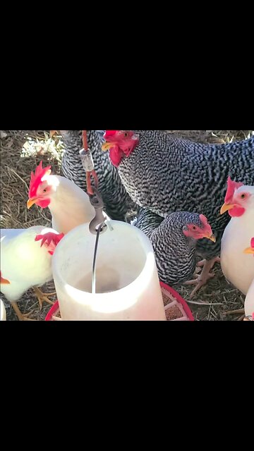 Watch how chickens respond to sudden noise!