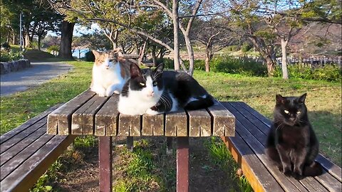 I stroked the cats that were gathered and sleeping on a table in the park.