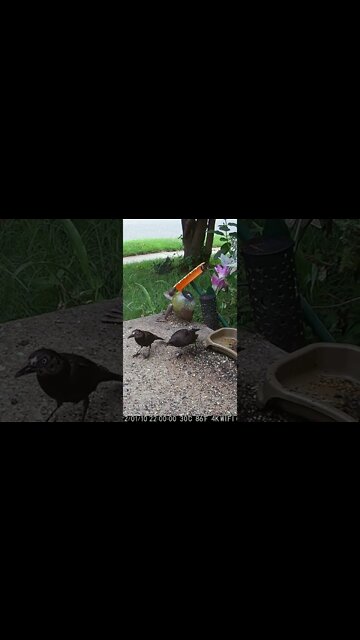 Bald Face Feeds The Fledgling #Shorts 🌻