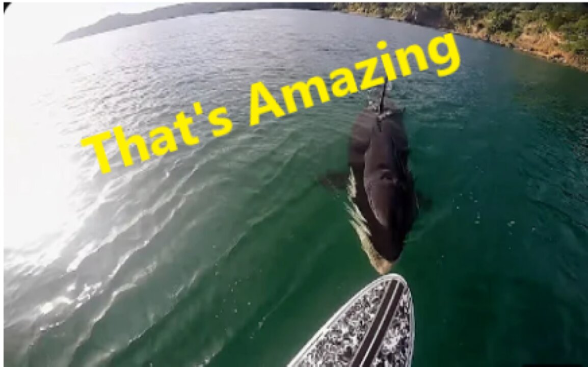 TOP TEN KILLER WHALE (Orca) Encounters caught on tape