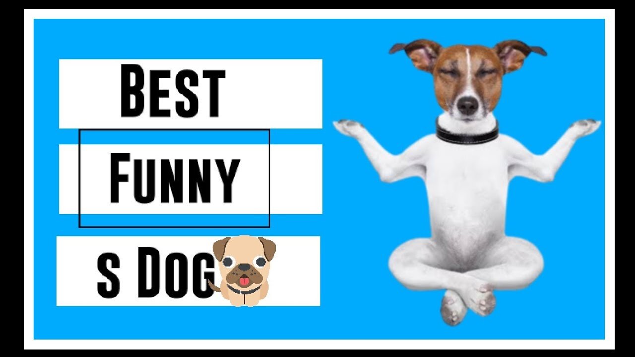 funny cat and dog videos😂try not to laugh challenge🤣funny animal videos 2022 🐱#fun😂🐱#2