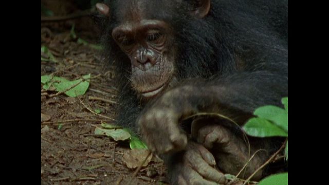 Chimp Goes Fishing For Termites