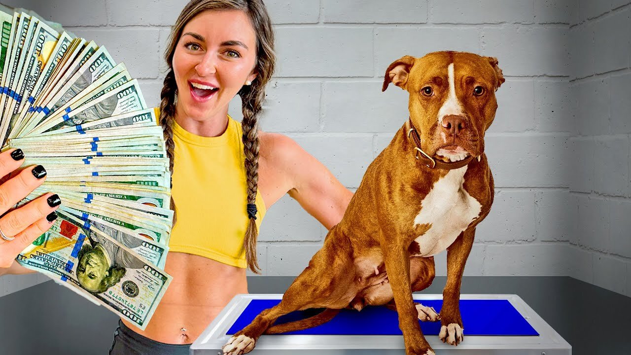 How I Helped a Dog Raise $1 Million!