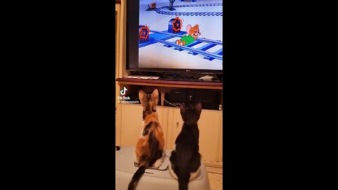 Cats watching Tom and Jerry